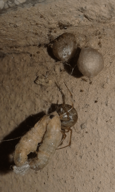 Steatoda sp. (Theridiidae)? No, Parasteatoda cfr. tepidariorum -  prov. PD